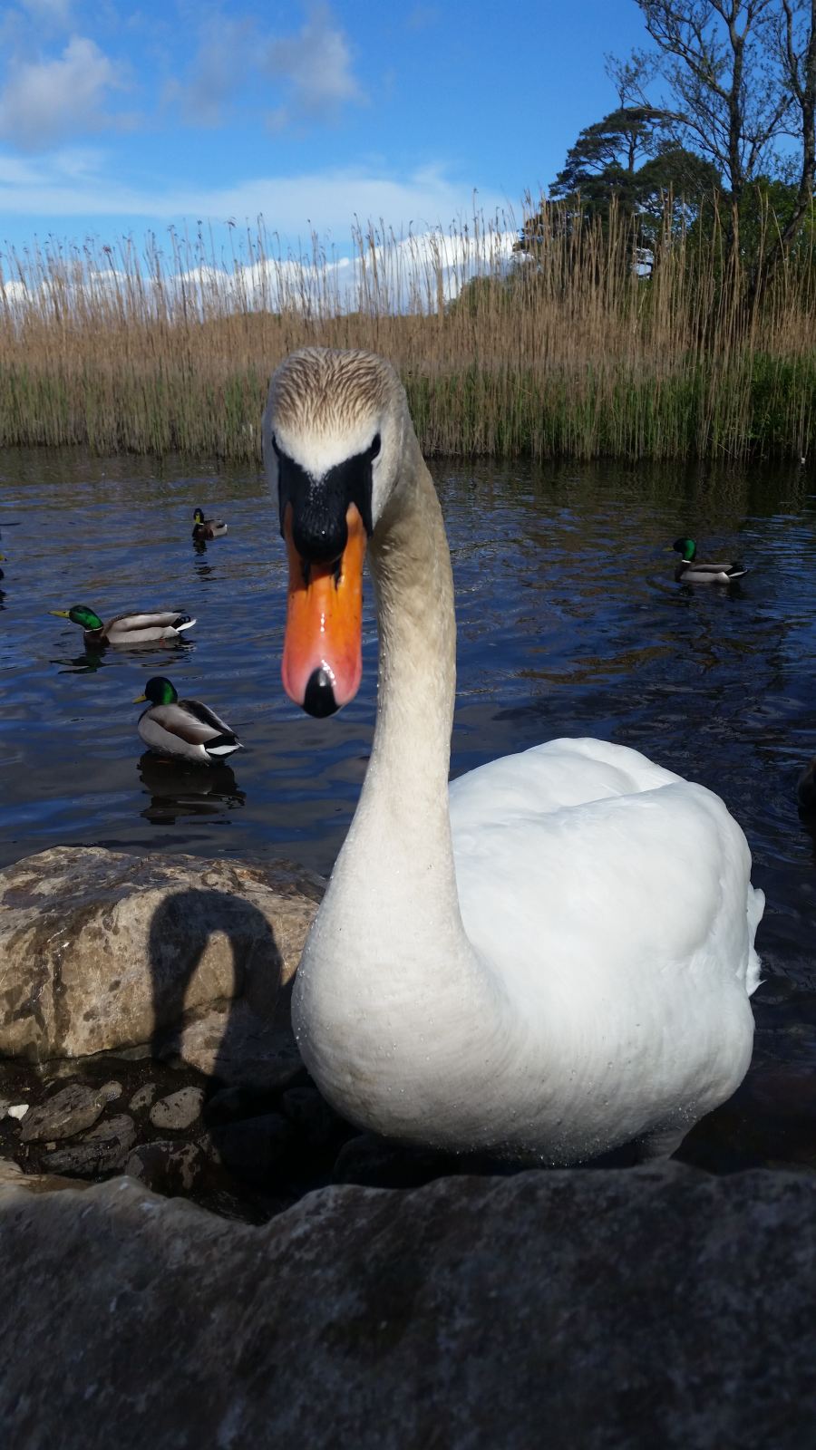 National Park Killarney