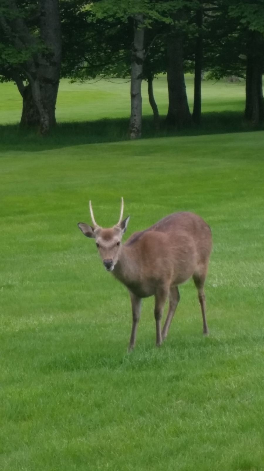 National Park Killarney