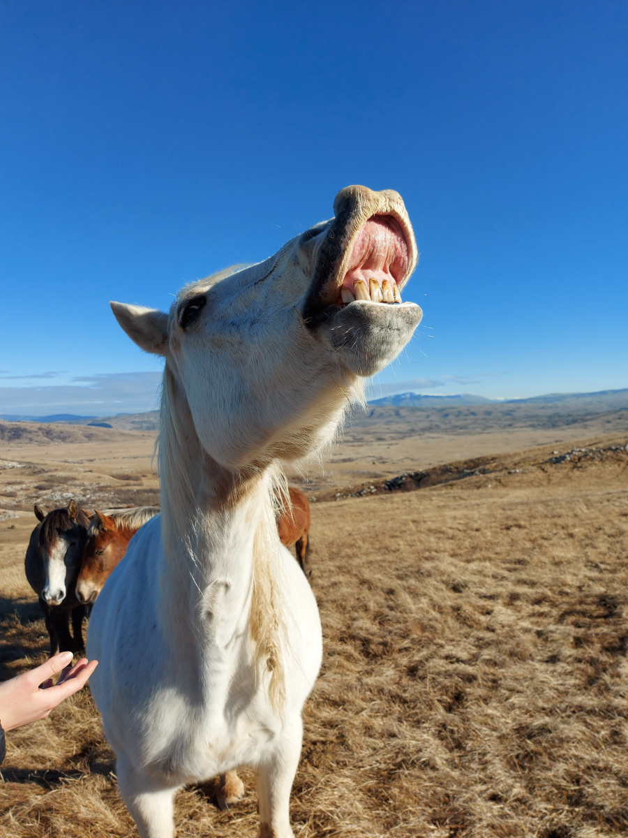 Wild horses, Livno