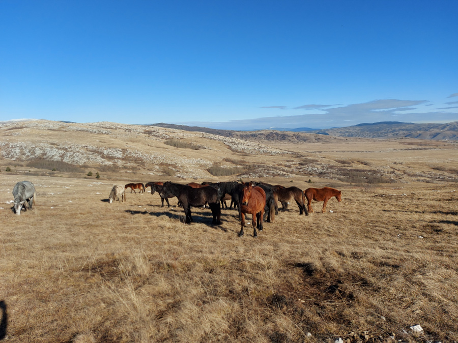 Wild horses, Livno