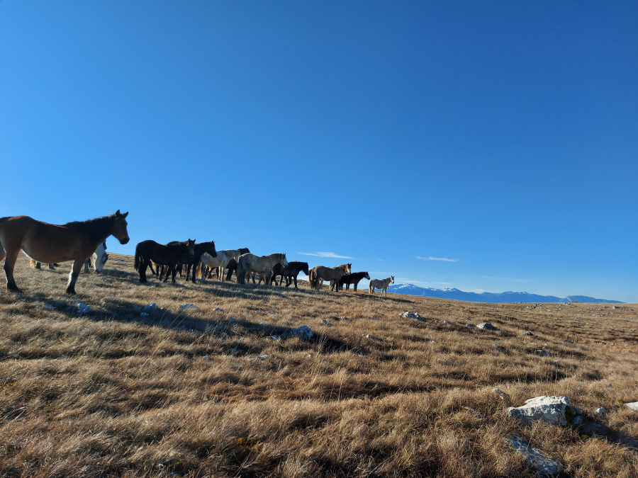 Wild horses, Livno