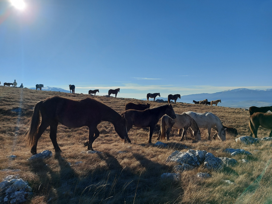 Wild horses, Livno