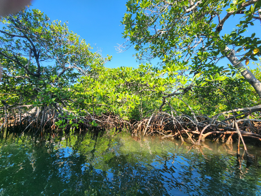 Monkey River Belize