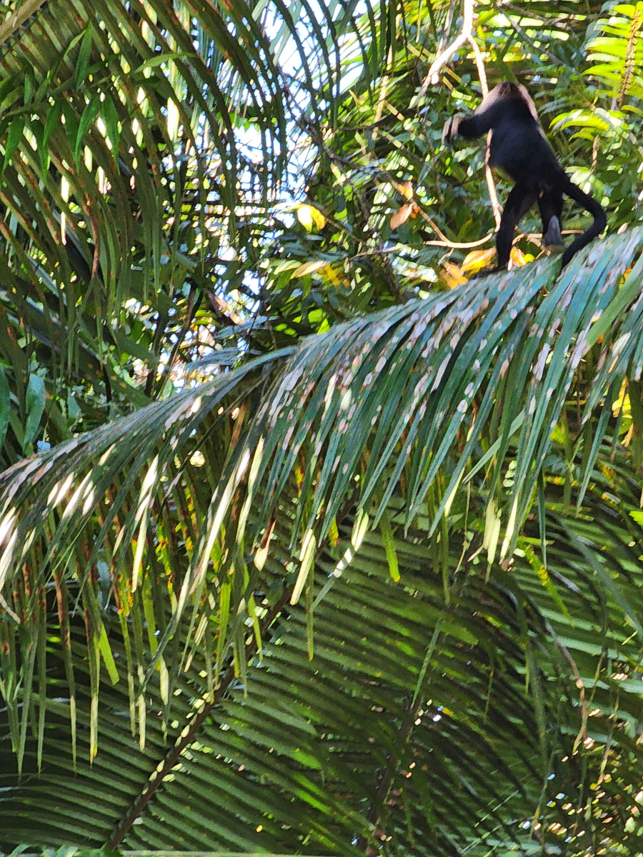 Monkey River Belize