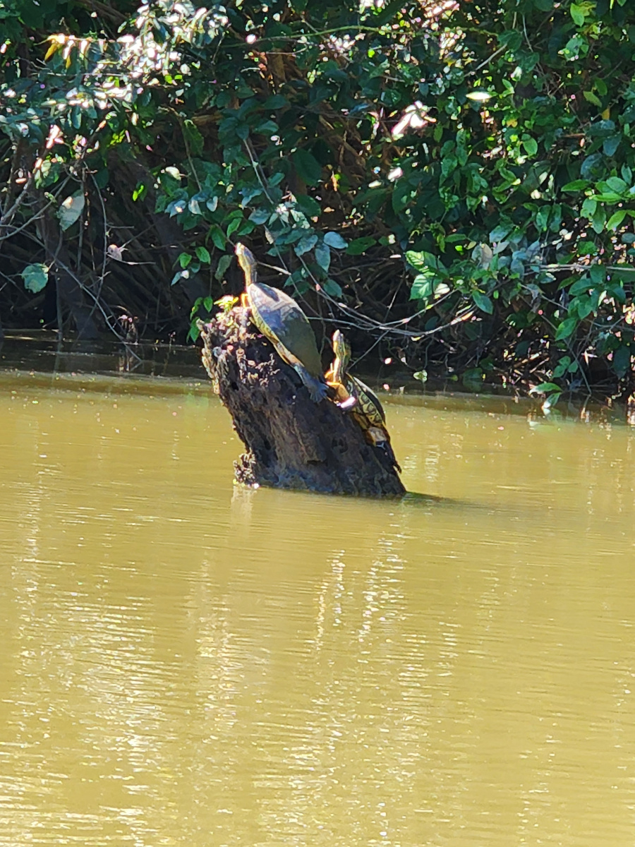 Monkey River Belize