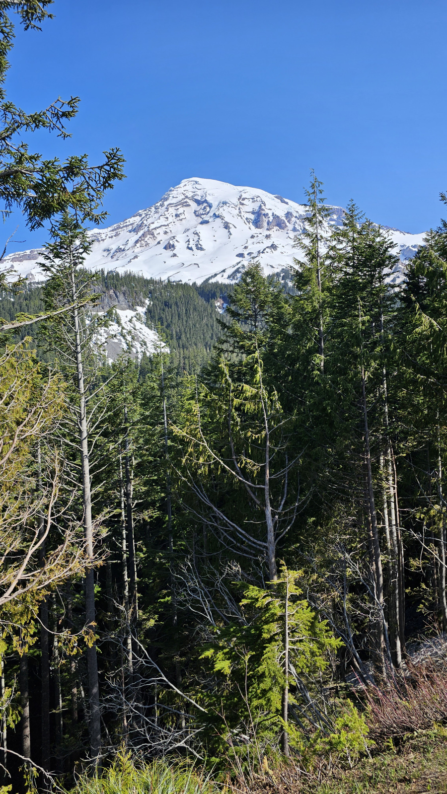 Mt. Rainier National Park Washington