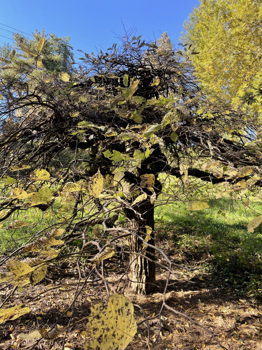 Falling for Oregon