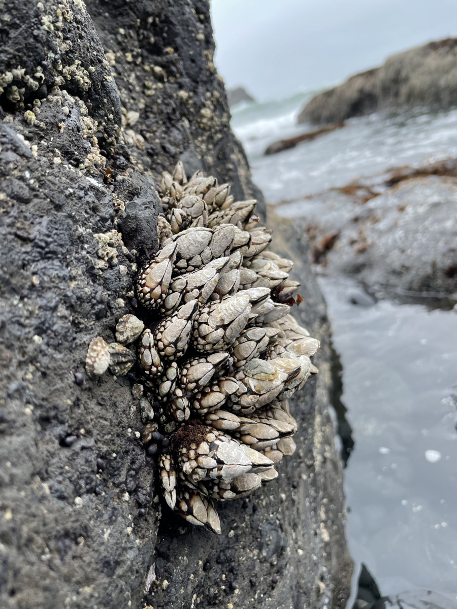 Oregon Coast