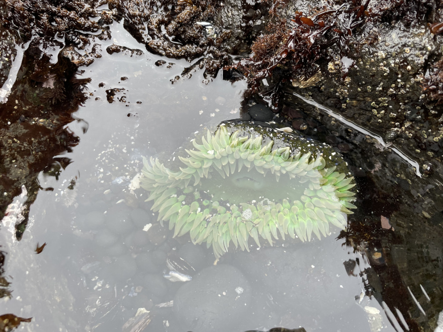 Oregon Coast
