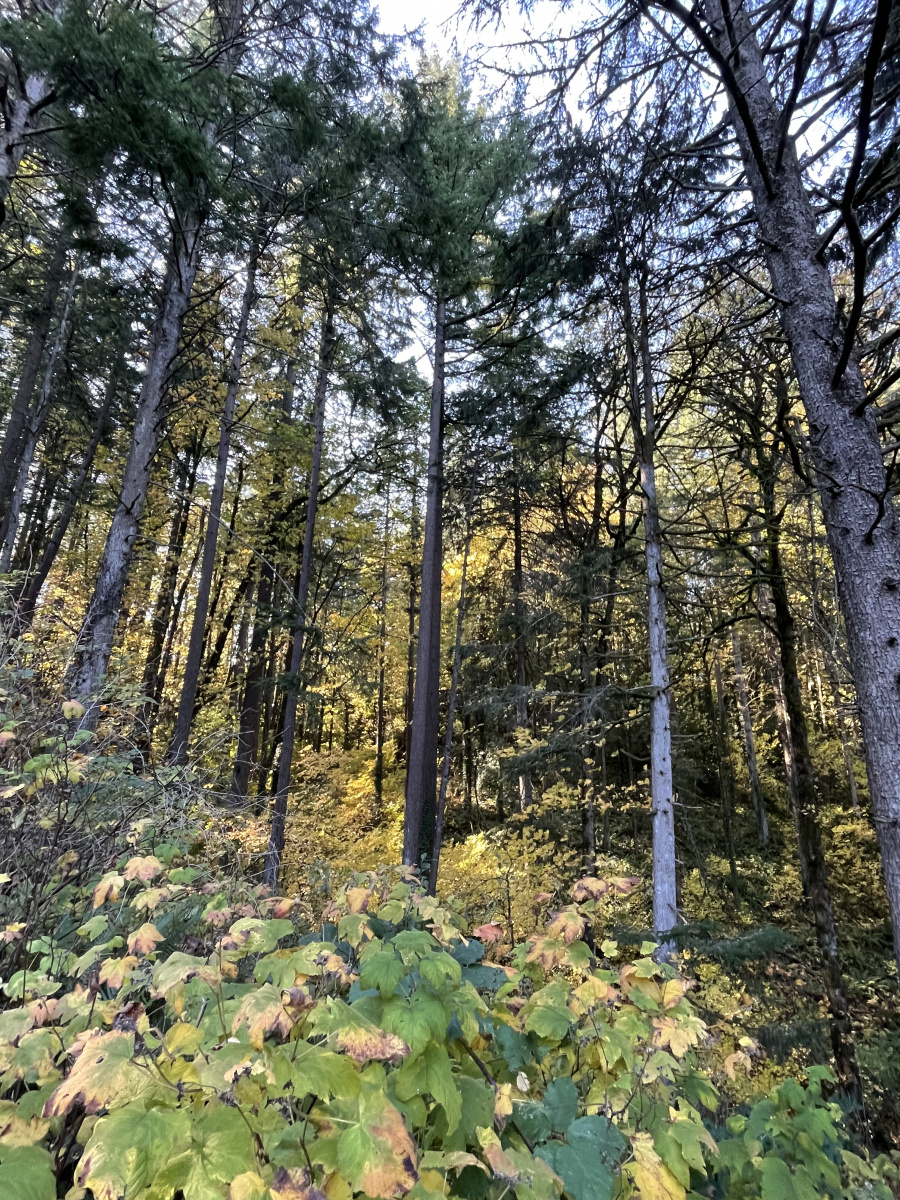Falling for Oregon