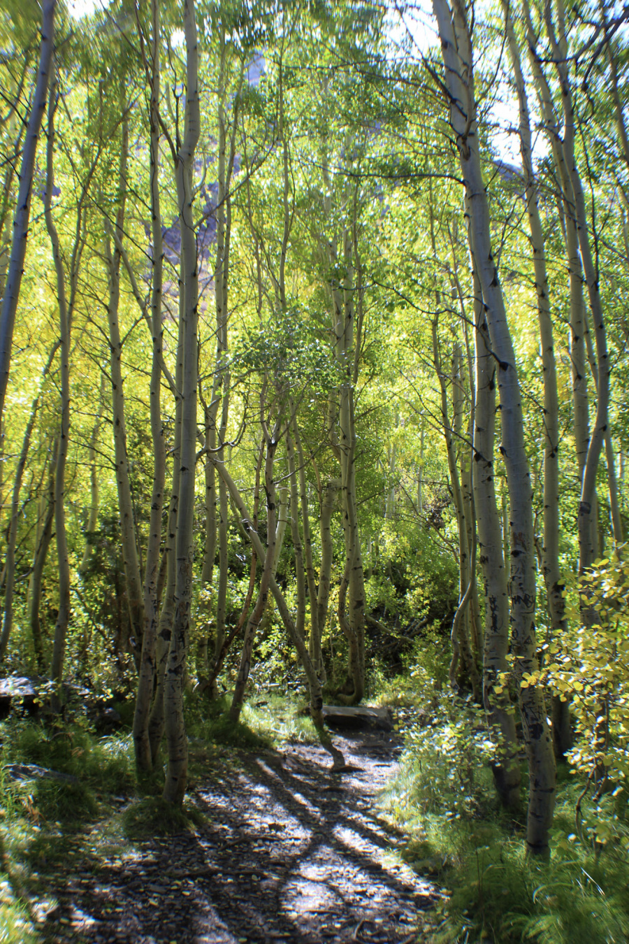 Mammoth Lakes