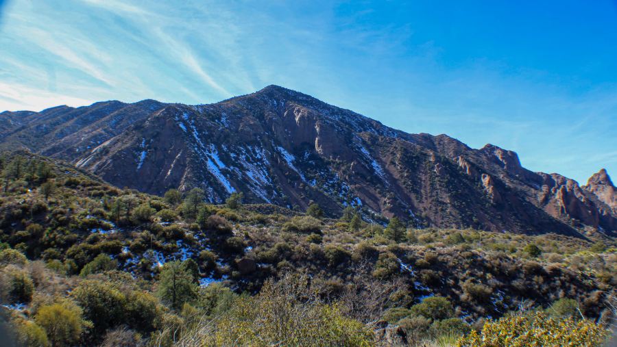 Big Bend National Park- What do you get when you cross a cactus and a mountain lion?