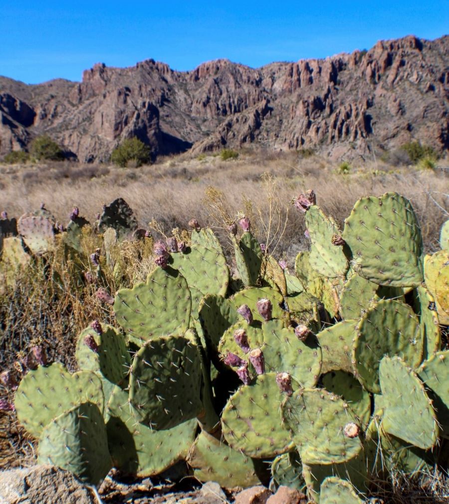 Big Bend National Park- What do you get when you cross a cactus and a mountain lion?