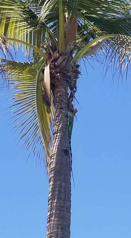 Check out what's in the tree!