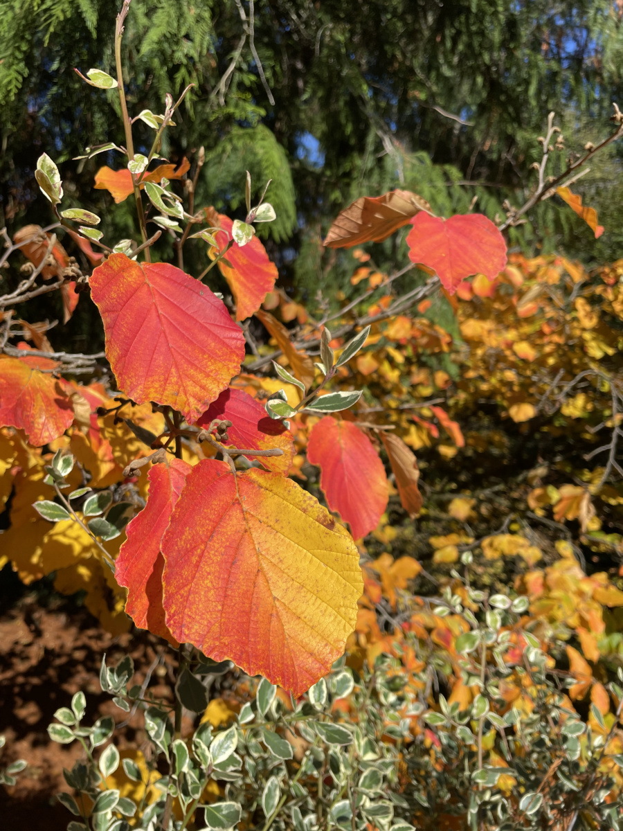 Falling for Oregon
