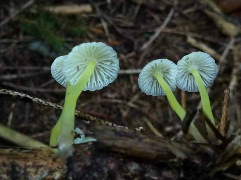 Bioluminescence mycena