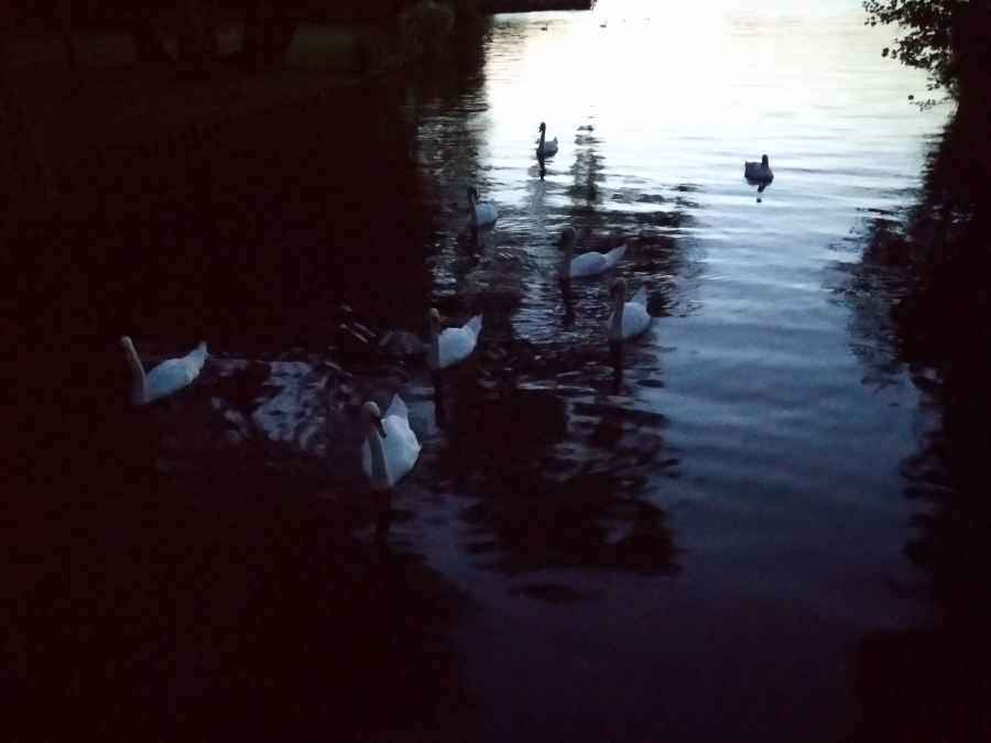 Kralinger, Netherlands