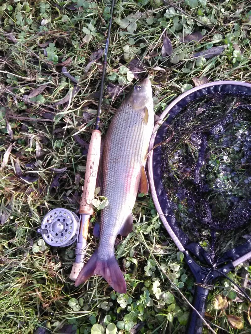 Flyfishing at "Ribnik"