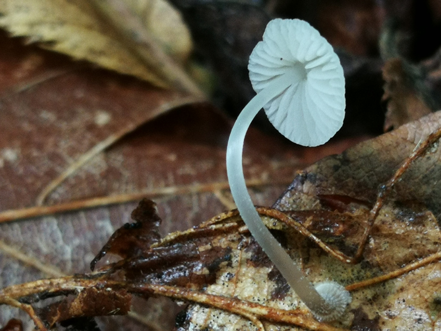 Mycena stylobates
