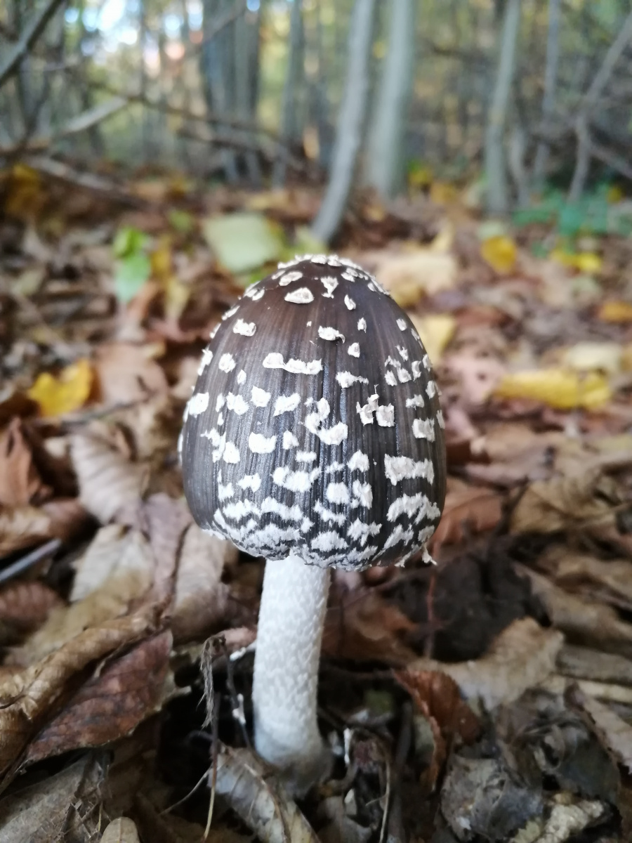 Mushrooming