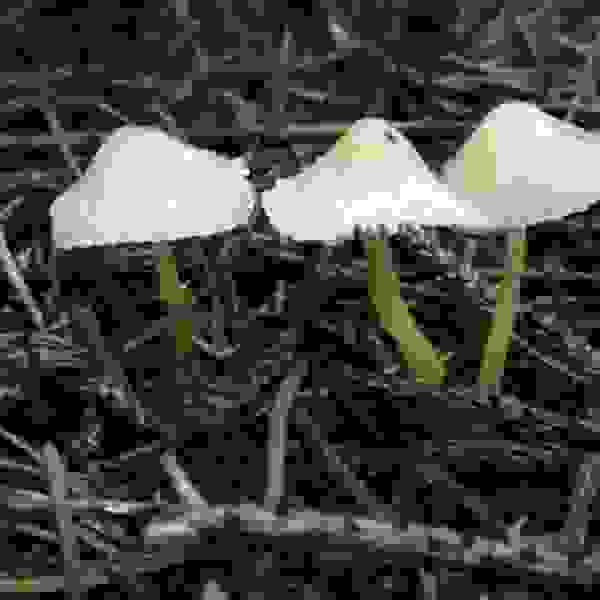 Bioluminescence mycena - Skočaj