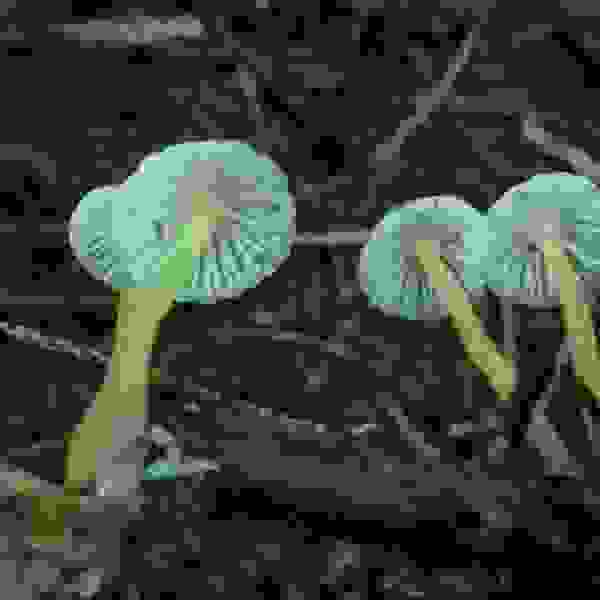 Bioluminescence mycena - Skočaj