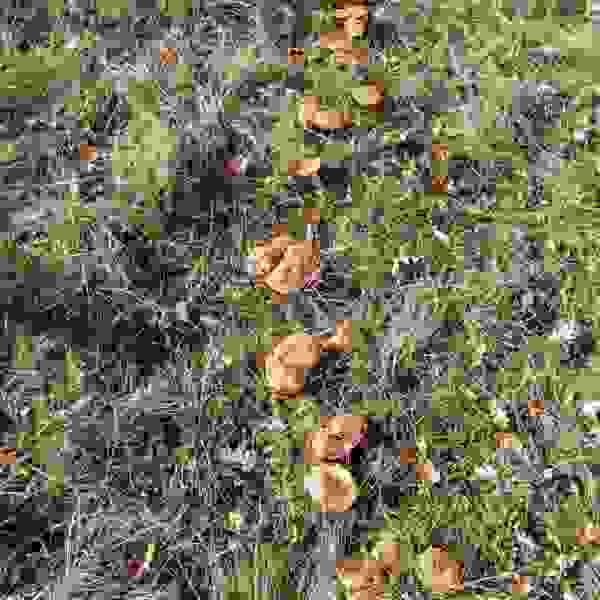 Wonderful day for mushroom picking - Vrtoče