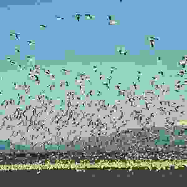 Return of Snow Geese to Skagit Valley Washington