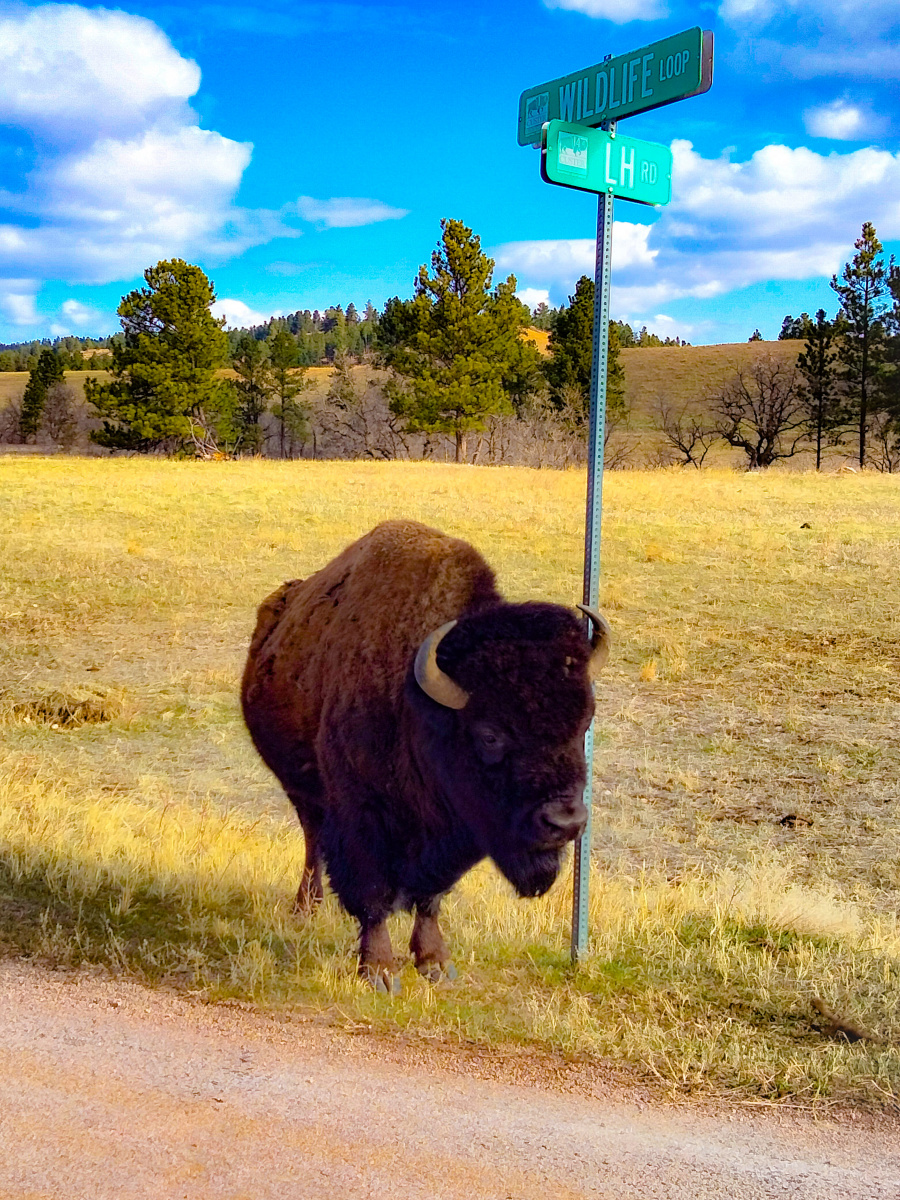 Custer State Park