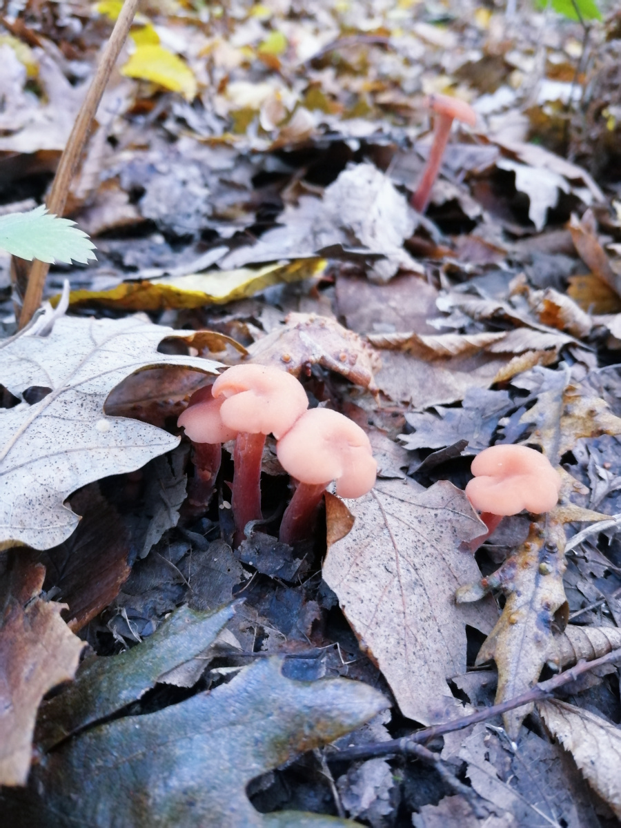 Mushrooming