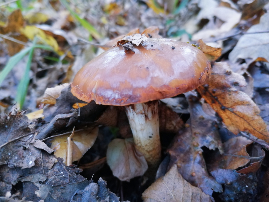 Mushrooming