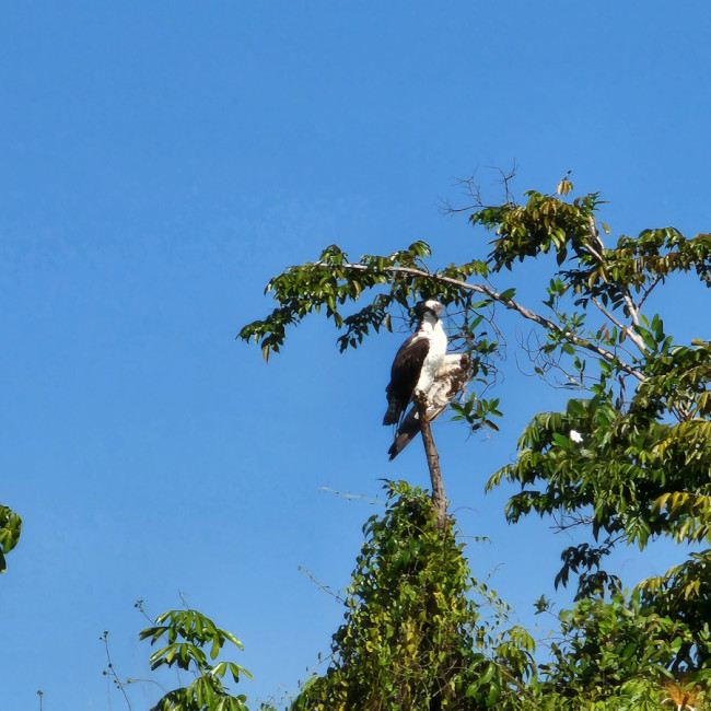 Monkey River Belize