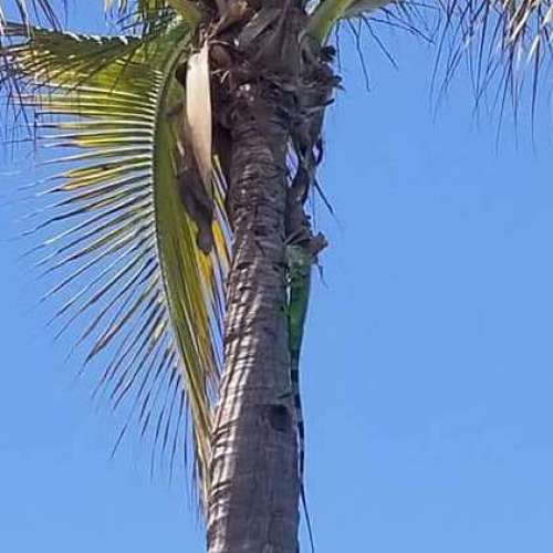 Check out what's in the tree!