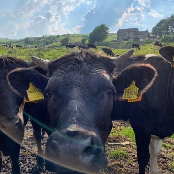 Blackmoorfoot reservoir and Folly Dolly Falls image 3
