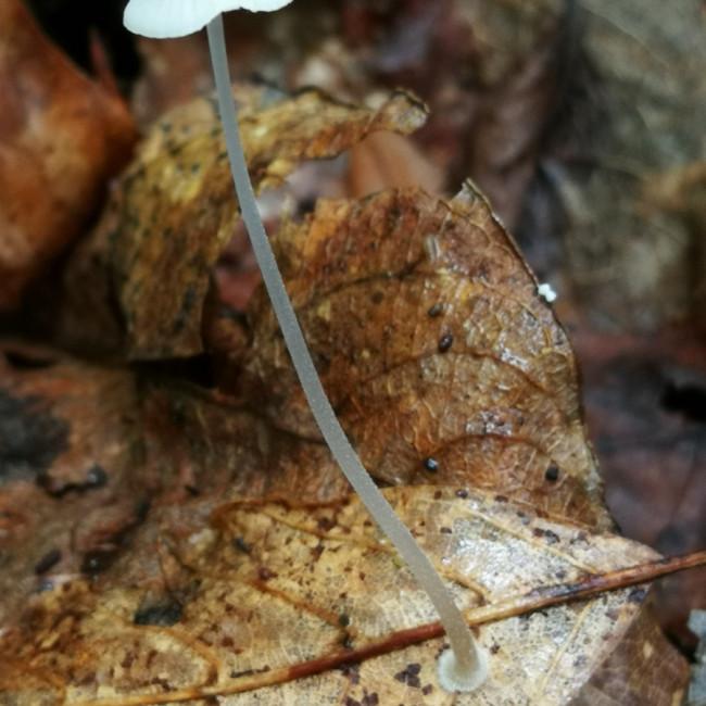 Mycena stylobates