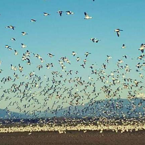 Return of Snow Geese to Skagit Valley Washington